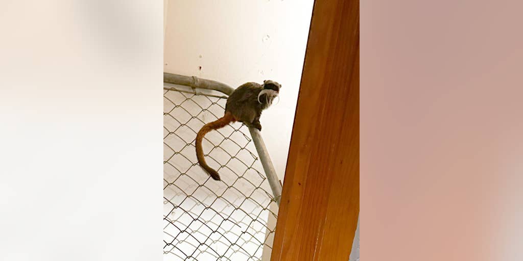 Missing Dallas Zoo monkeys found in closet of an abandoned home, cops arrest suspect at aquarium