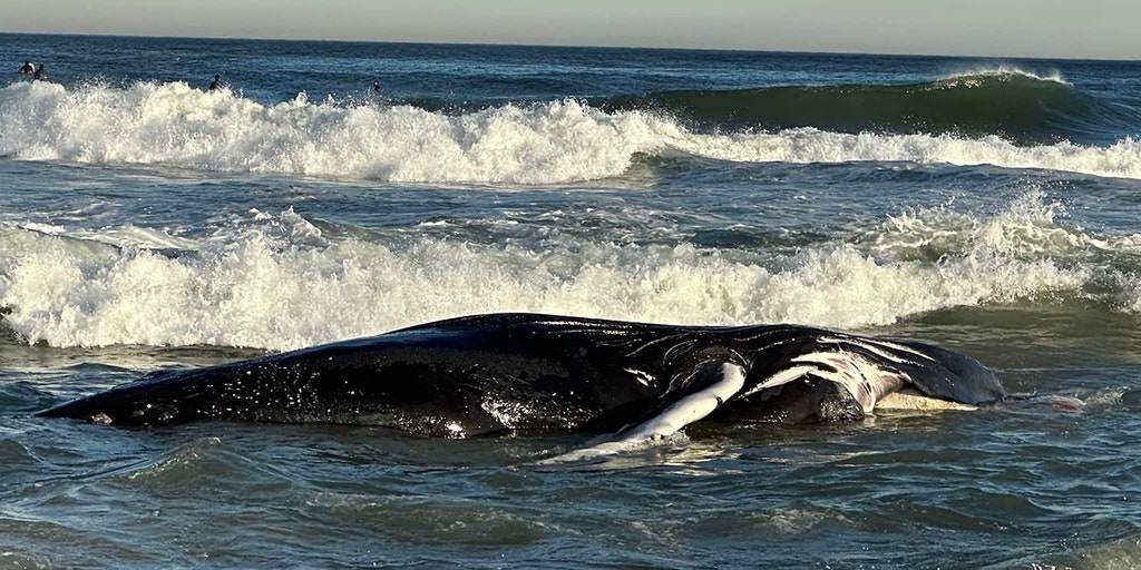 Calls grow for federal probe into whale deaths along Northeast beaches
