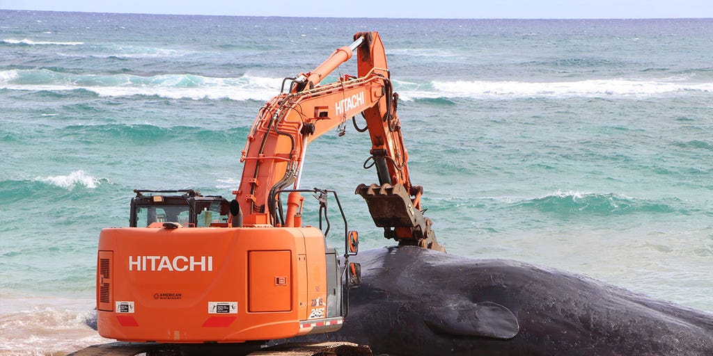 Sperm whale dies in Hawaii after ingesting large amounts of fishing gear, plastic bags