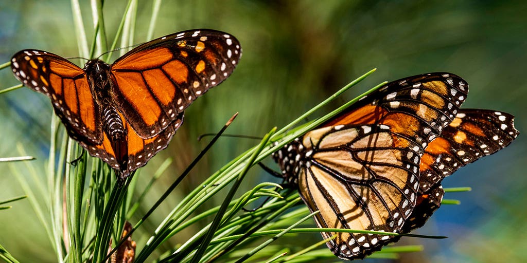 Monarch butterflies wintering in CA rebound for 2nd year in a row