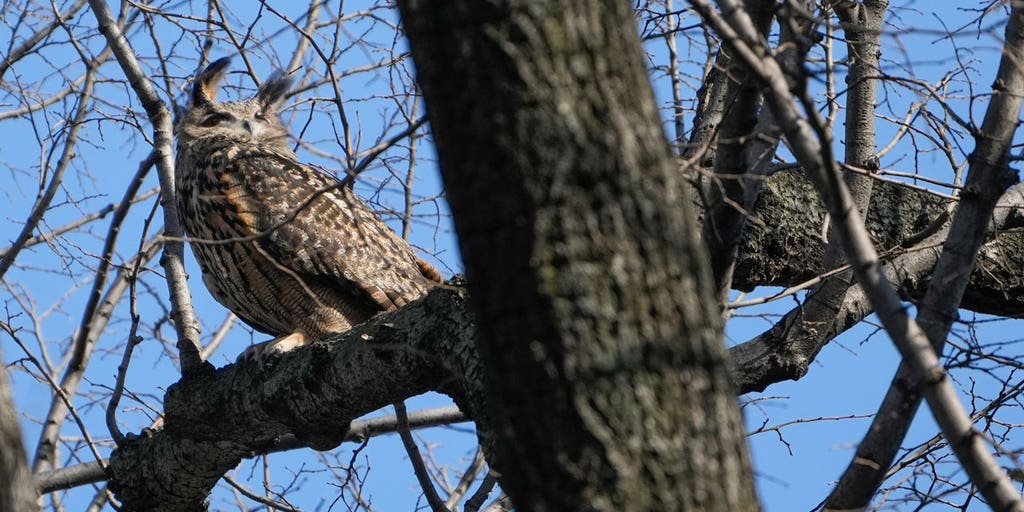 Escaped NYC zoo owl becomes local celebrity - Vimarsana News