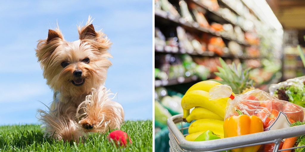 Dog hotsell food shopping