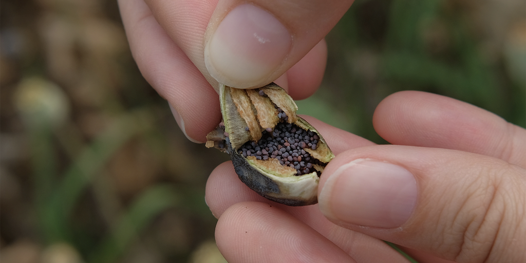 Pentagon warns military service members to stay away from poppy seeds, could cause failed drug tests - Vimarsana News
