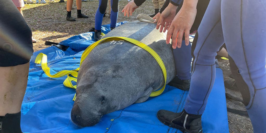 Record 12 manatees released to natural habitat in single day, animal rescue service says - Vimarsana News
