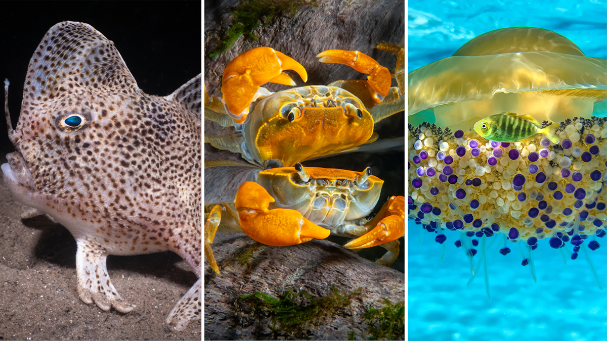 Rare spotted hand-fish pic among top winners of 2022 Ocean Art Underwater  Photo Contest