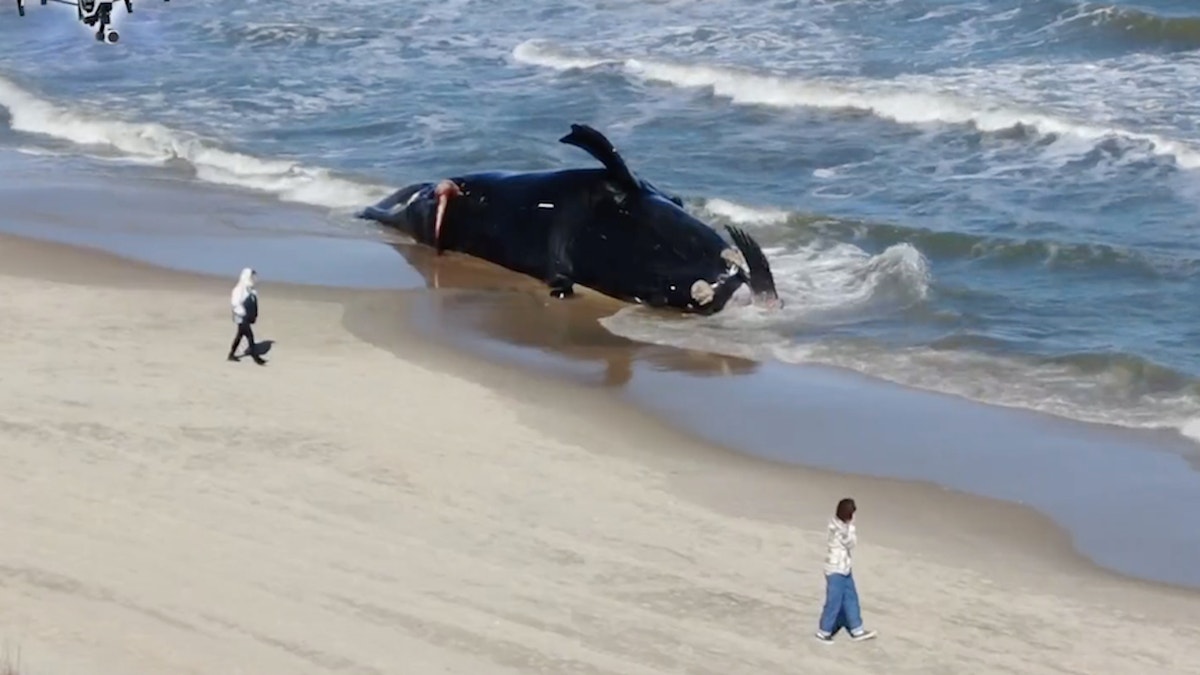 A dead endangered North Atlantic right whale is pictured beached on Monday in Virginia Beach, Virginia. The image was captured by WAVY-TV via drone flight.