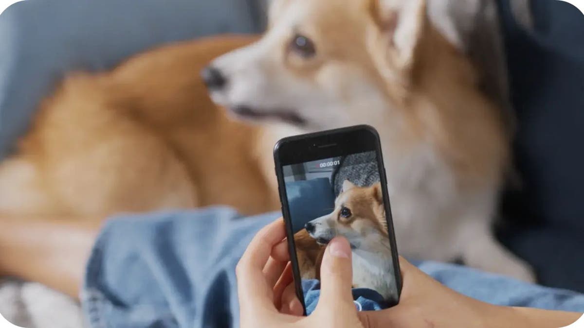 Person taking photo of their dog on their phone