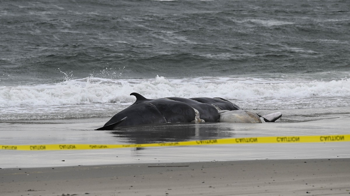 A deceased whale stranded on a New York beach