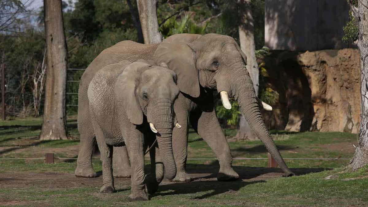 Elephants walking in zoo
