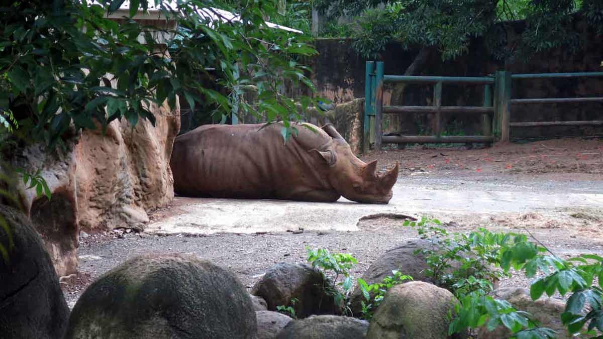 Resting rhinoceros 