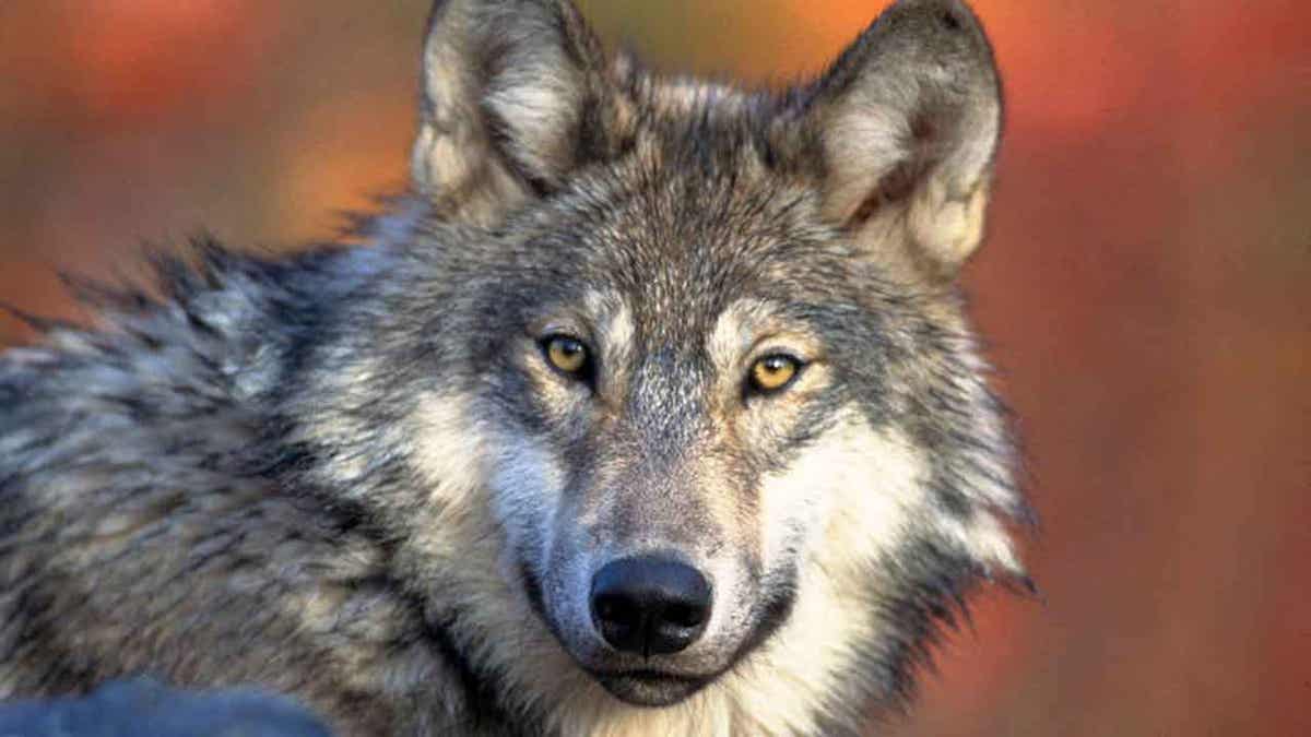 Gray wolf