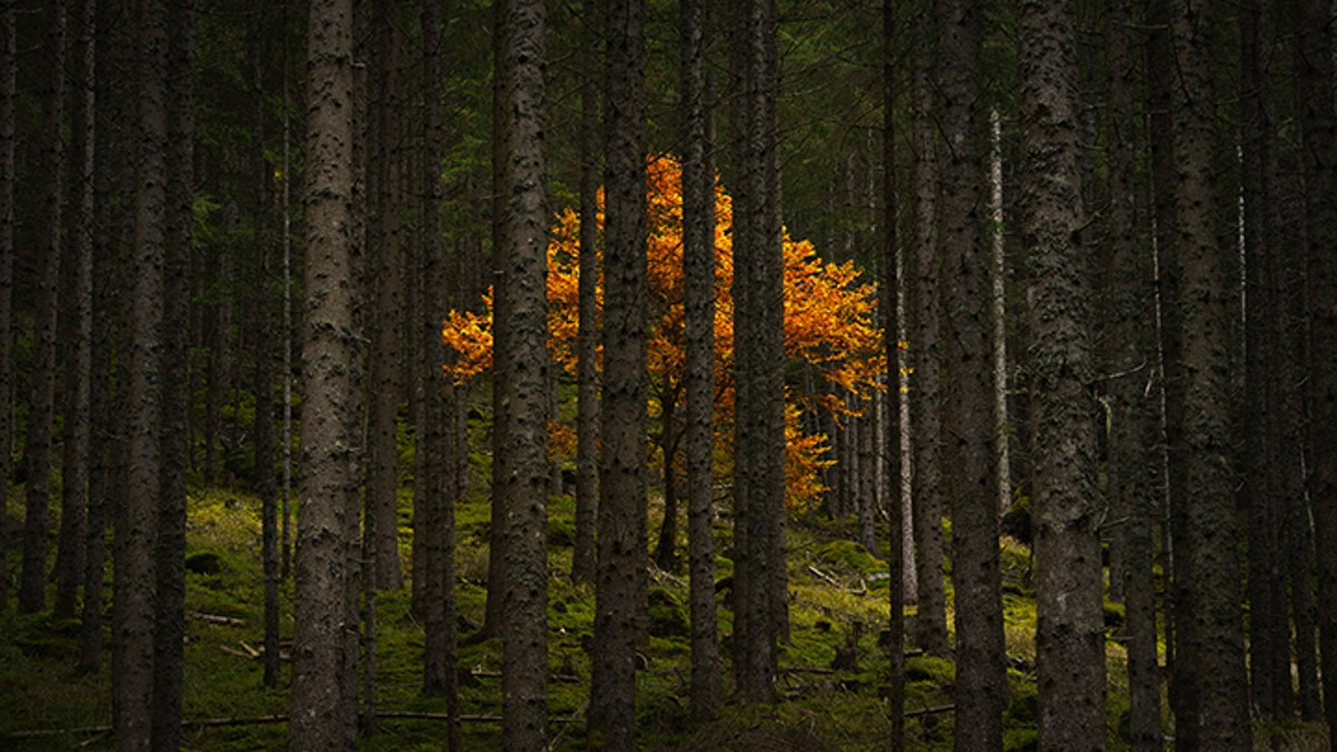 austrian forest