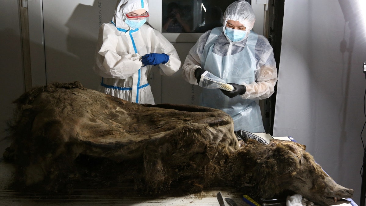 A 3,500-year-old bear preserved in Siberian permafrost is