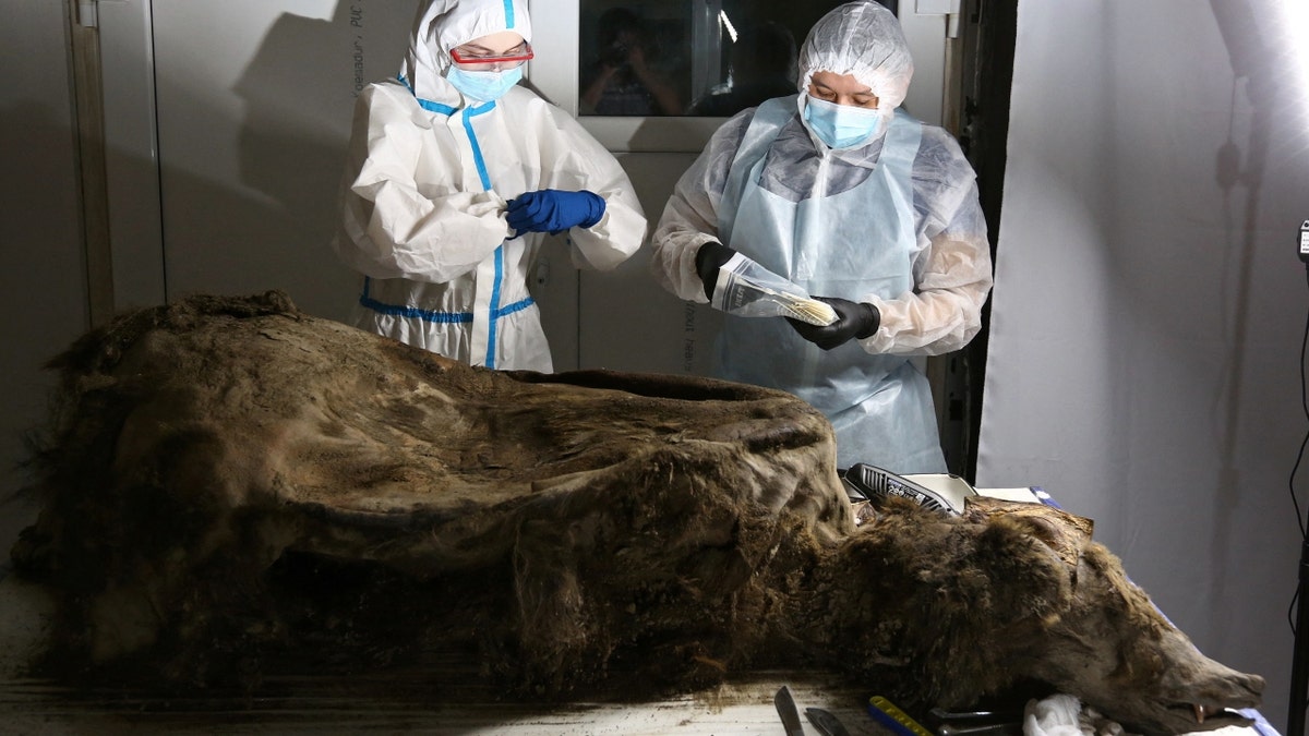 Scientists conduct an autopsy of a fossil brown bear