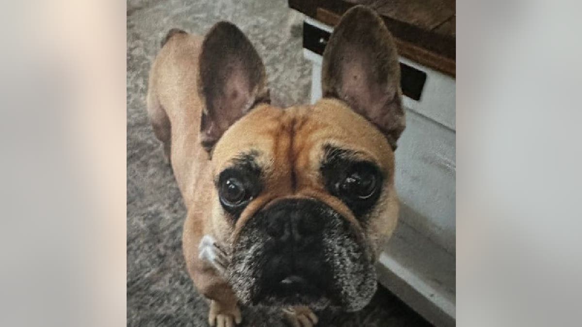 Profile photo of Bennie the French bulldog