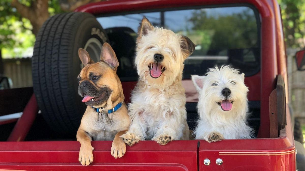 Bennie the French bulldog with two other dogs