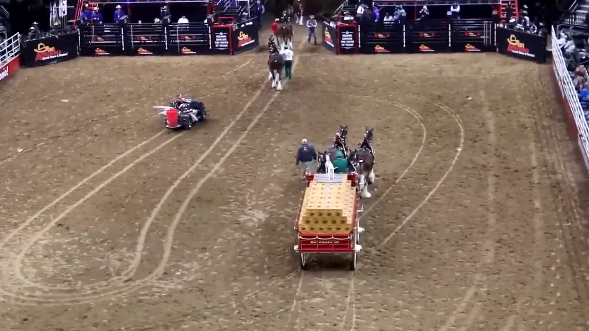 Budweiser Clydesdales