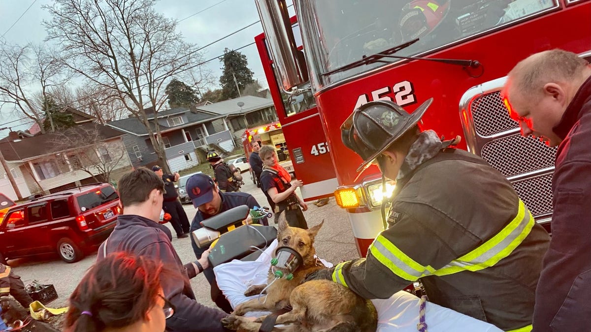 firefighters revive dog