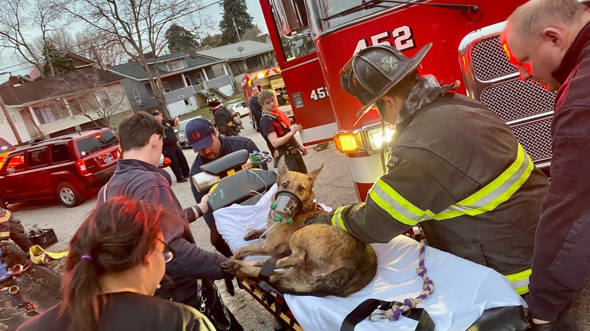 firefighters revive dog