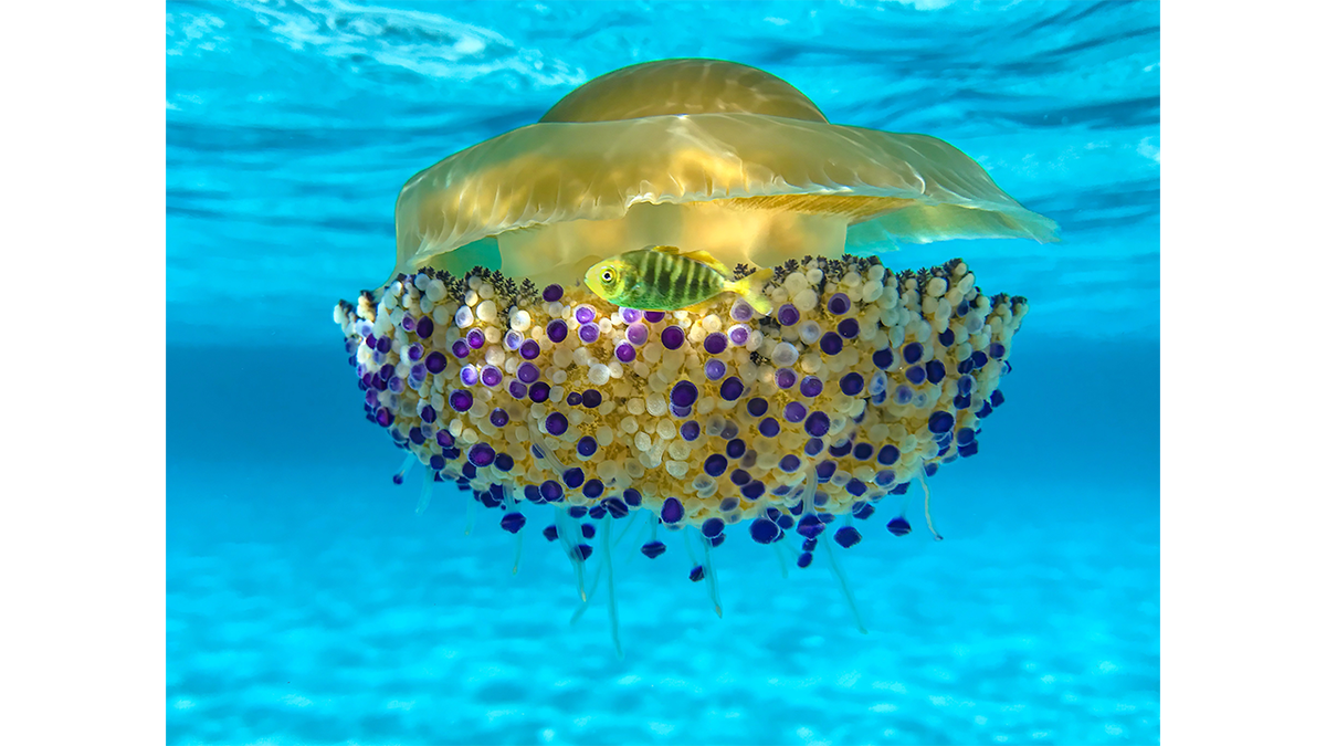 Cassiopea jellyfish in Sardinia, Italy