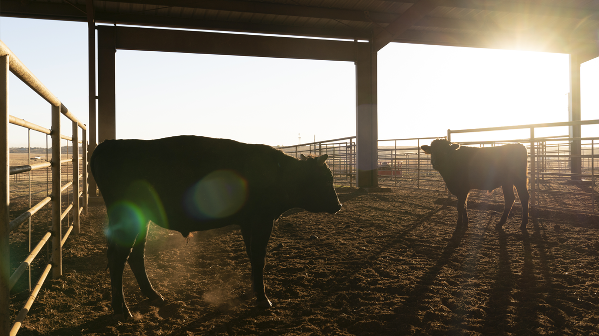 Wagyu cattle are fed a special diet — some are even given massages.