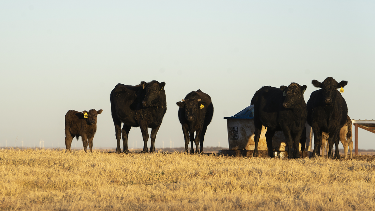 Black angus cattle