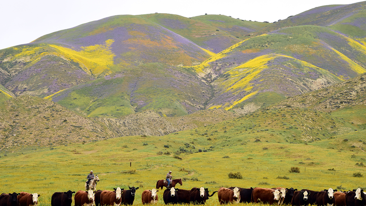 California cattle ranch