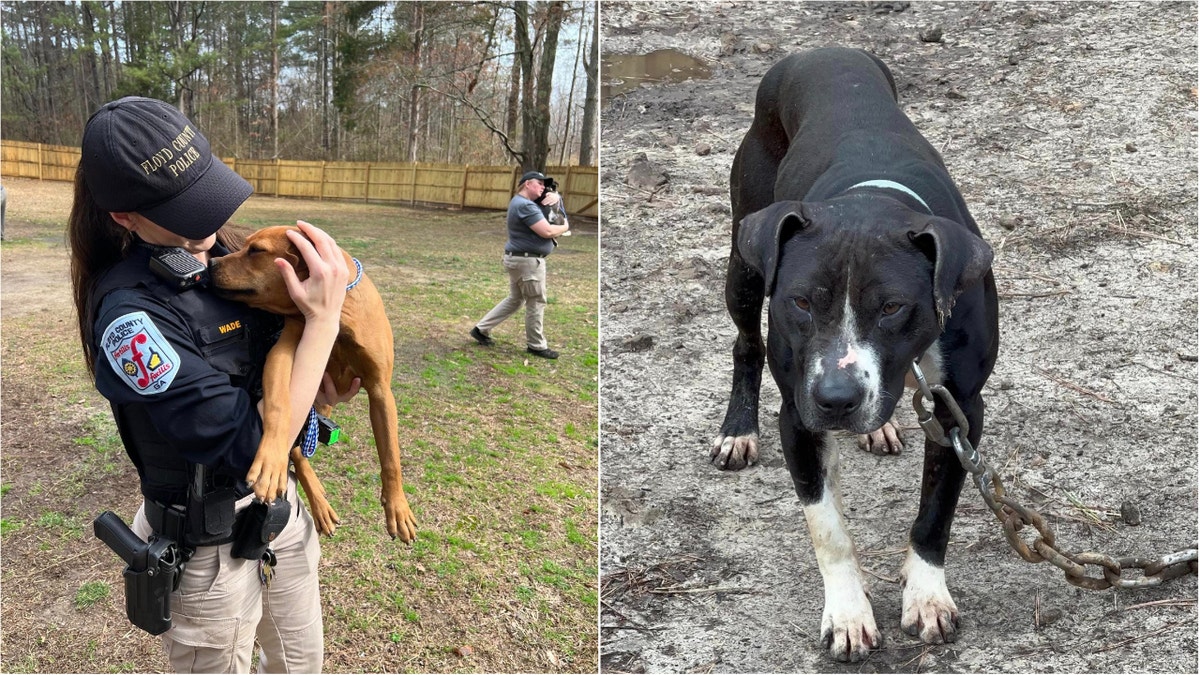 Georgia police officer with dog, left; rescued dog at right