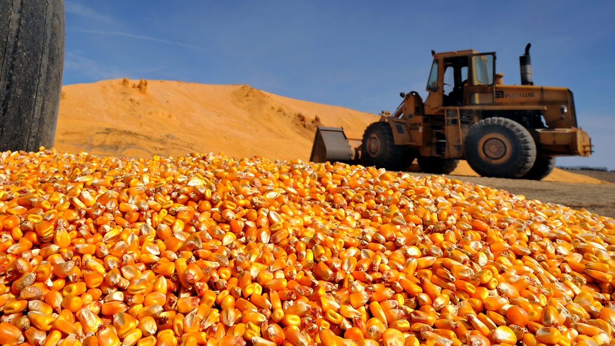 Corn harvest