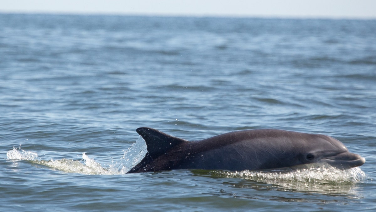 A common bottlenose dolphin
