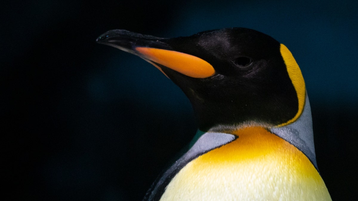 An emperor penguin