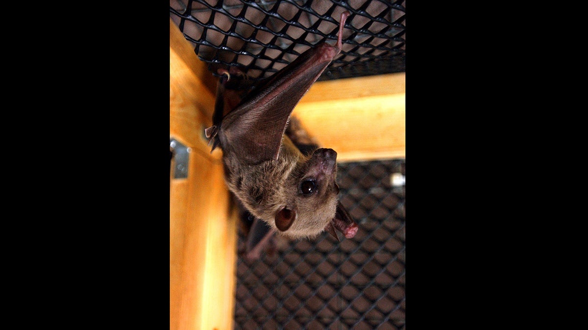 Egyptian fruit bat