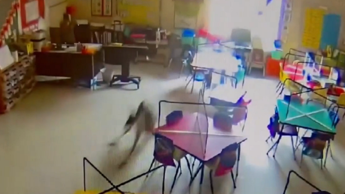 Deer jumps through classroom window in Evergreen, Alabama