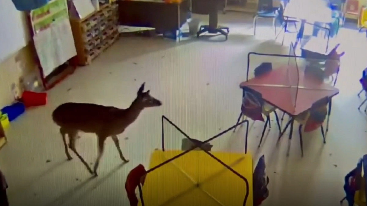 Deer walks around classroom of Alabama school