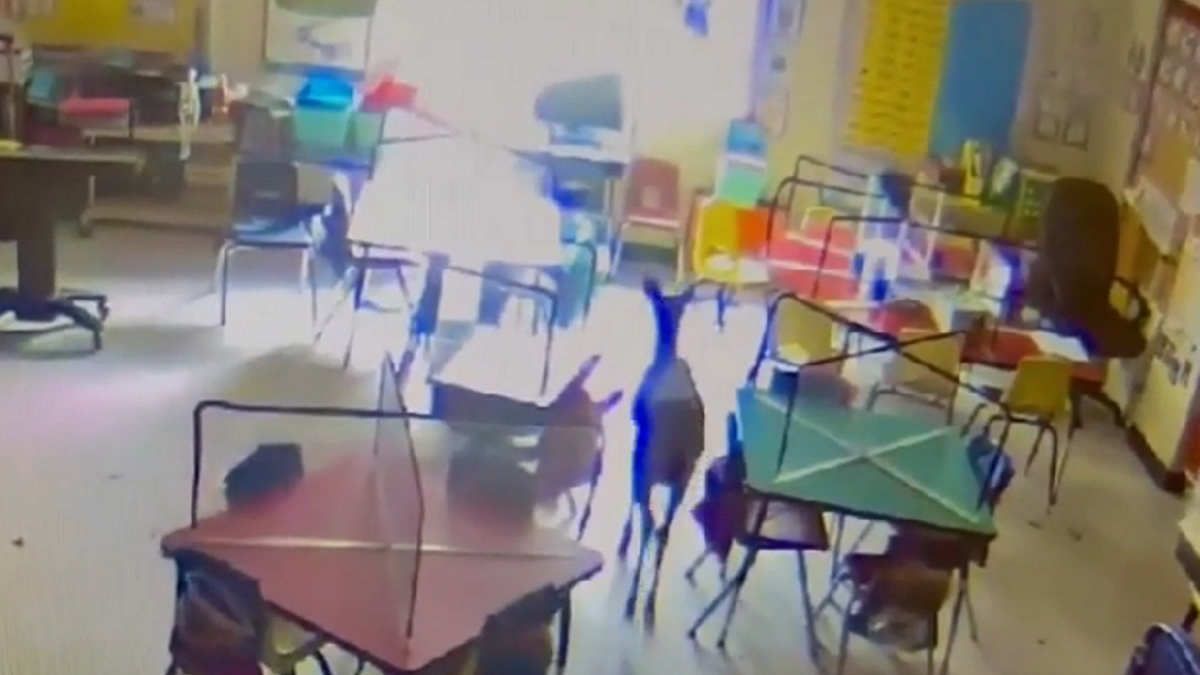 Deer exits Alabama elementary school classroom after walking around inside