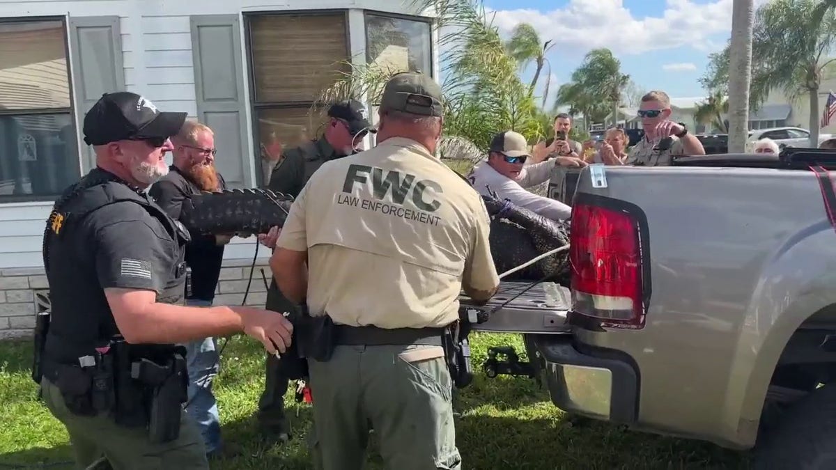 Florida alligator caught after attacking woman