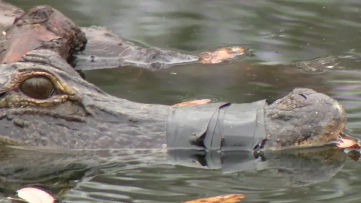 Close-up of alligator with mouth taped