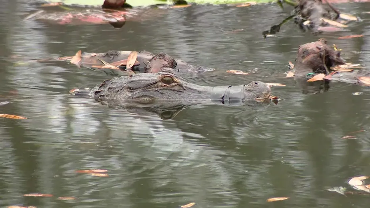 Mid-shot of alligator with mouth taped