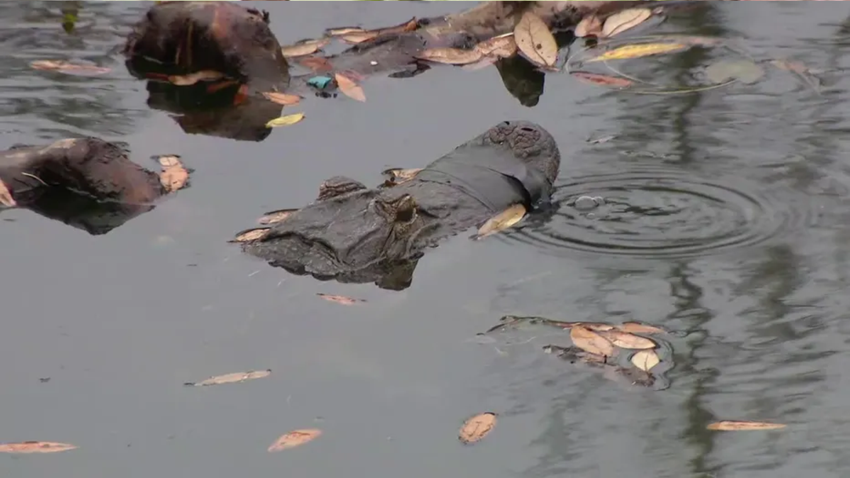Alligator with mouth taped facing away from camera