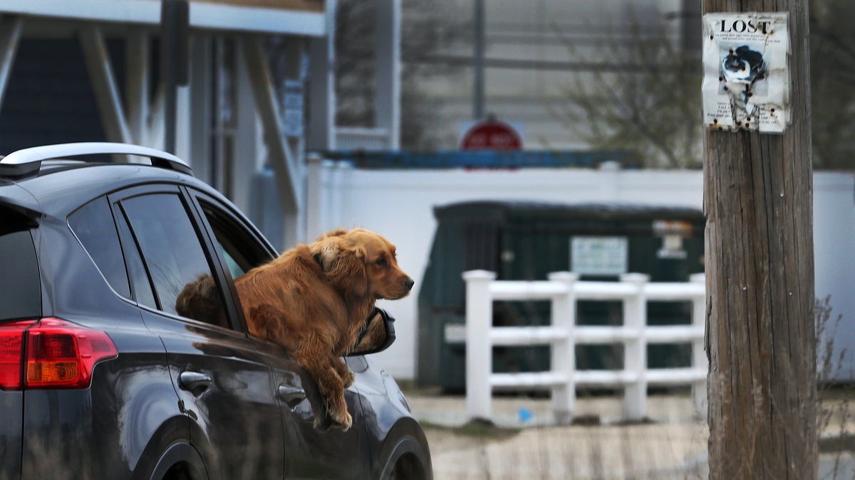 Golden retriever