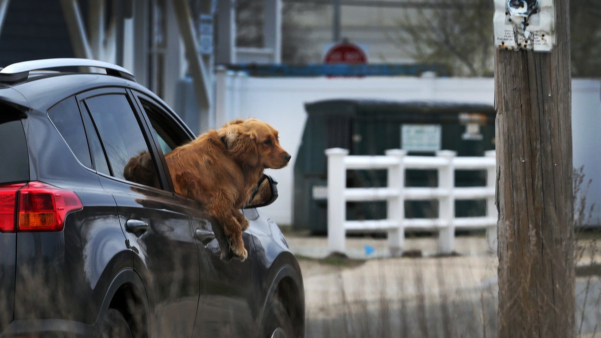 Golden retriever