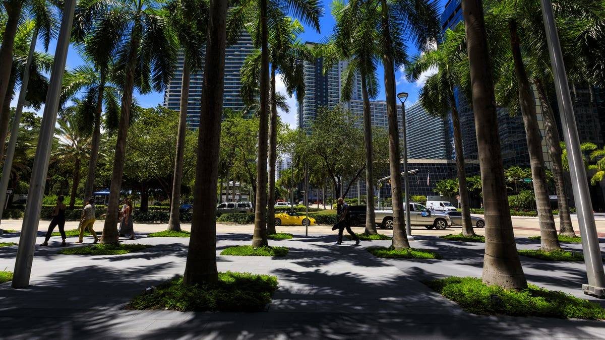 Miami palm trees