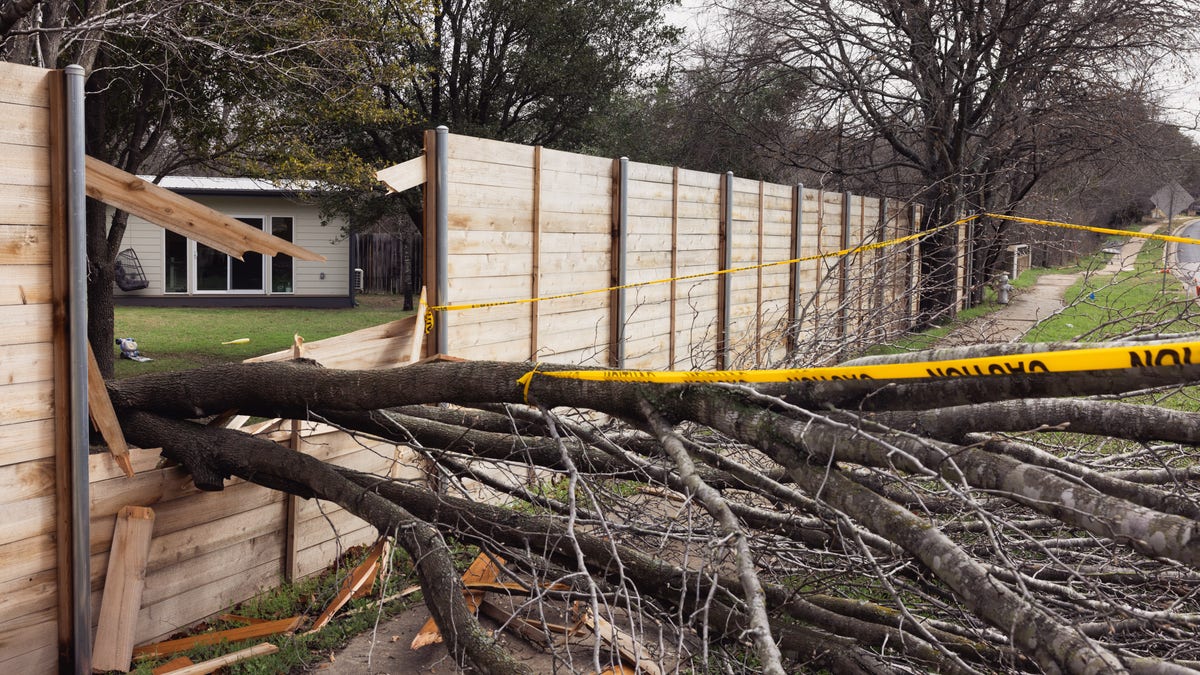 Austin tree fallen