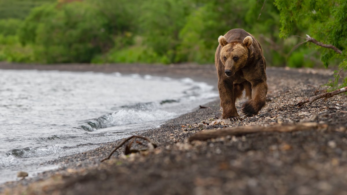 A brown bear in Russia