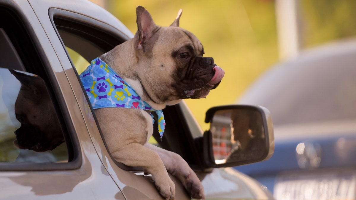 Dog out window