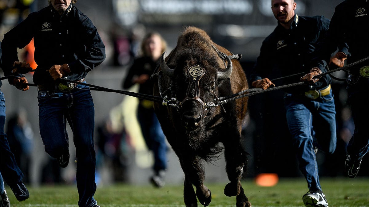 Ralphie runs on the field against Oregon