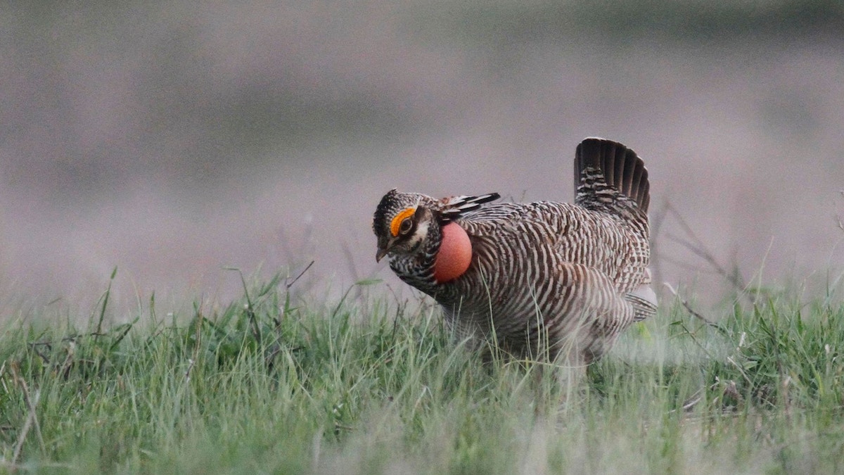 A male lesser prairie chicken displays on an Edwards County, Kansas lek April 18, 2014. For centuries, they've gathered daily in the same places for up to three months hoping to impress a female. The federal government designates the lesser prairie-chicken as threatened, prompting praise from environmentalists and threats of defiance from lawmakers, land owners and businesses in the bird's five-state habitat. (Michael Pearce/Wichita Eagle/MCT)
