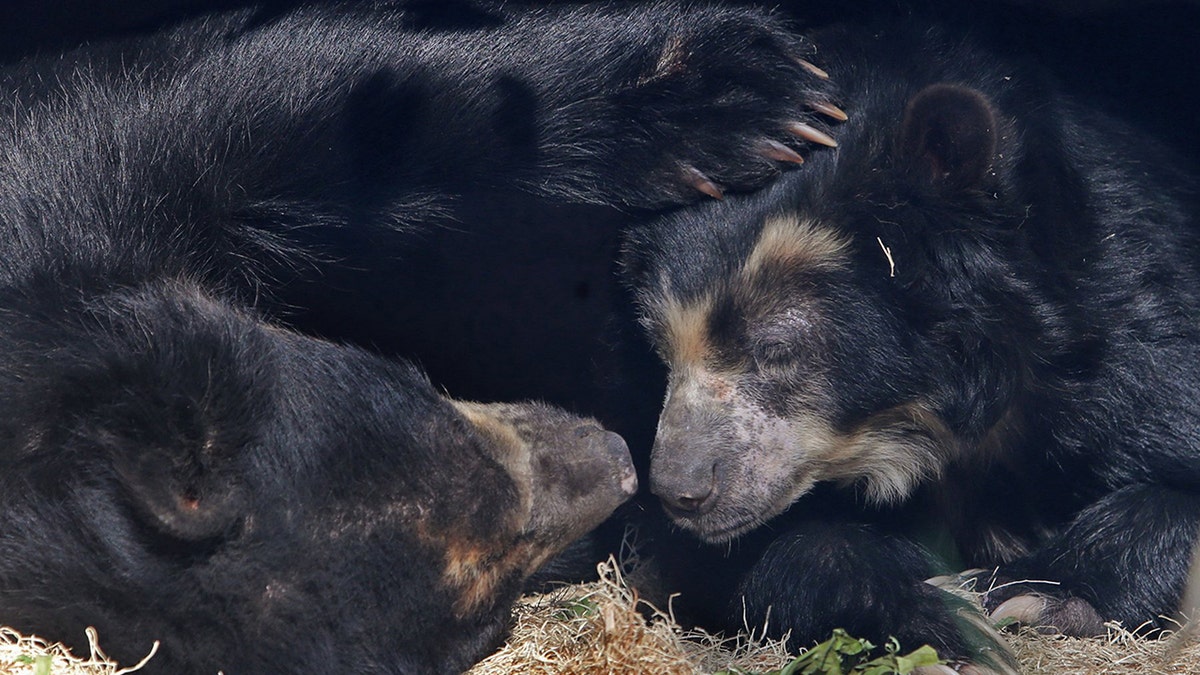 two bears