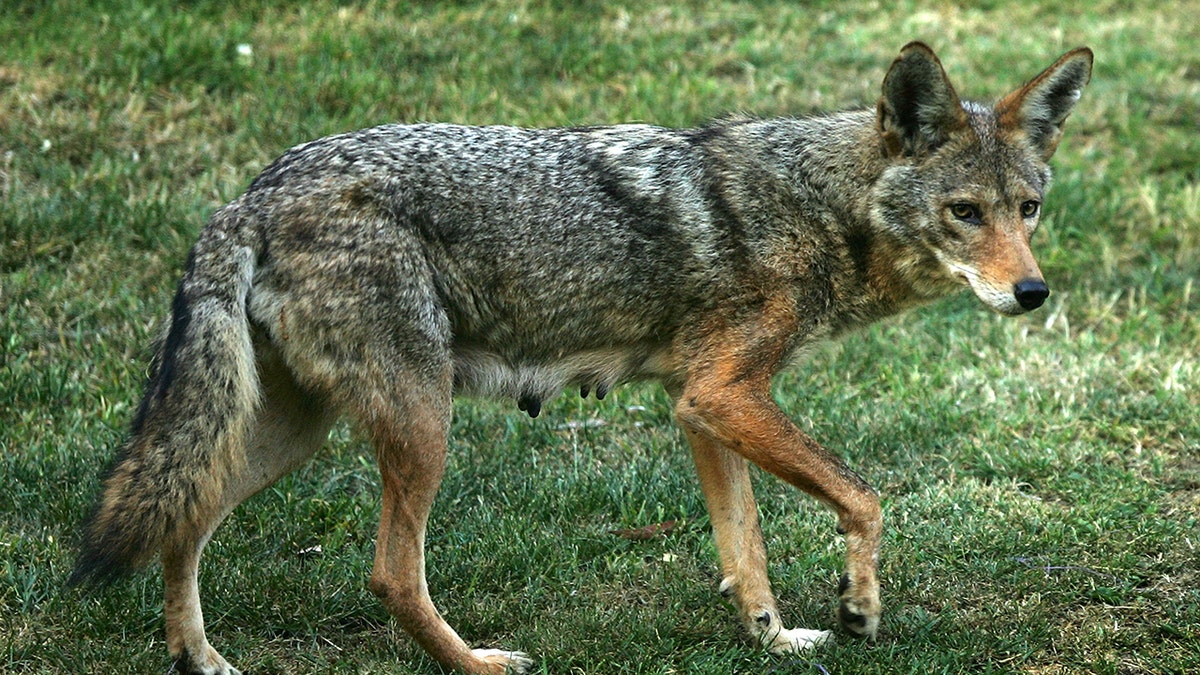 A photo of a coyote