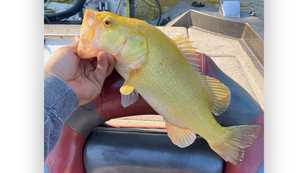 Golden largemouth bass held in hand